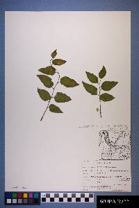 Celtis reticulata image